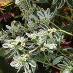 Euphorbia marginata Kvet