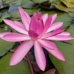 Nymphaea rubra Flower