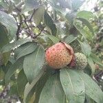 Cornus capitata Fruit