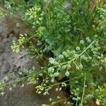 Camelina sativa Natur