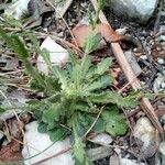 Arabis collina Feuille