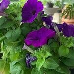 Petunia spp. Flors