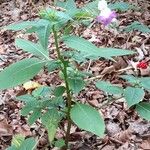 Impatiens balfourii Хабит