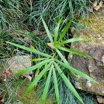 Euterpe edulis Leaf