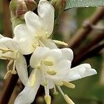 Lonicera fragrantissima Λουλούδι