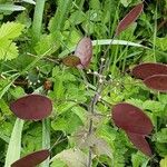 Lunaria rediviva फल