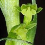 Peristylus minimiflorus Flower