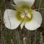 Calochortus gunnisonii Λουλούδι