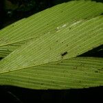 Chamaedorea pumila Leaf