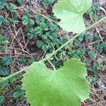 Vitis californica Blatt