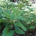 Chenopodium bonus-henricus Leaf