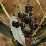 Comarostaphylis arbutoides Fruit