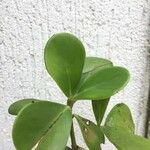 Clusia fluminensis Blatt