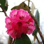Rhododendron lanigerum 花