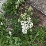 Achillea millefoliumBlomma