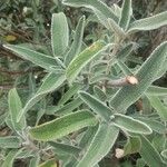 Phlomis purpurea Blad