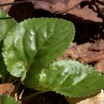 Viola rotundifolia 葉