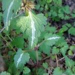 Lamium bifidum Лист