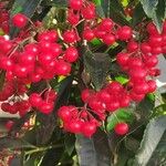 Ardisia crenata ഫലം