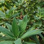 Echium callithyrsum Leaf