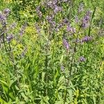 Nepeta nuda Blomst