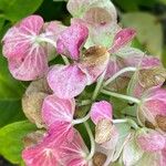 Hydrangea spp. Bloem