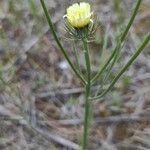 Tolpis umbellata Flower