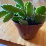 Cotyledon tomentosa Hoja