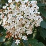 Viburnum tinusЦвят