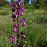 Anacamptis laxiflora 花