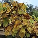 Vitis vinifera ശീലം