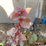 Centradenia inaequilateralis Yaprak