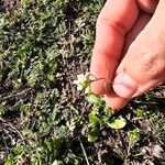 Arabidopsis thalianaBloem