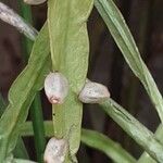 Rhipsalis micrantha Fruit