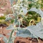 Chrozophora tinctoria Fruit