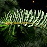 Abies nordmanniana Feuille