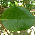 Chrysobalanus icaco Feuille