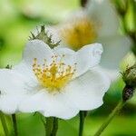 Rosa arvensis 其他