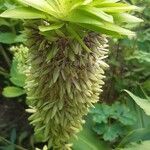 Eucomis bicolor Bloem