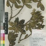 Chassalia petrinensis Other