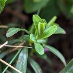 Daphne striata Blatt