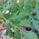 Bidens subalternans Leaf