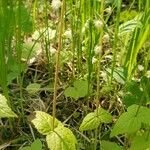 Mitella diphylla Folha