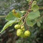Alnus incana Flor