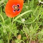 Papaver rhoeas Агульны выгляд