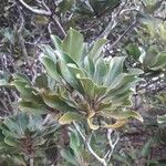 Pittosporum echinatum Leaf