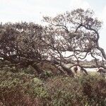 Quercus suber Habit