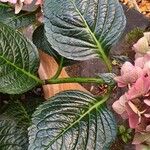 Hydrangea spp. Blad