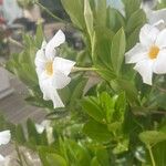 Mandevilla boliviensis Flower