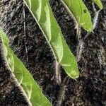 Ficus sagittata പുറംതൊലി